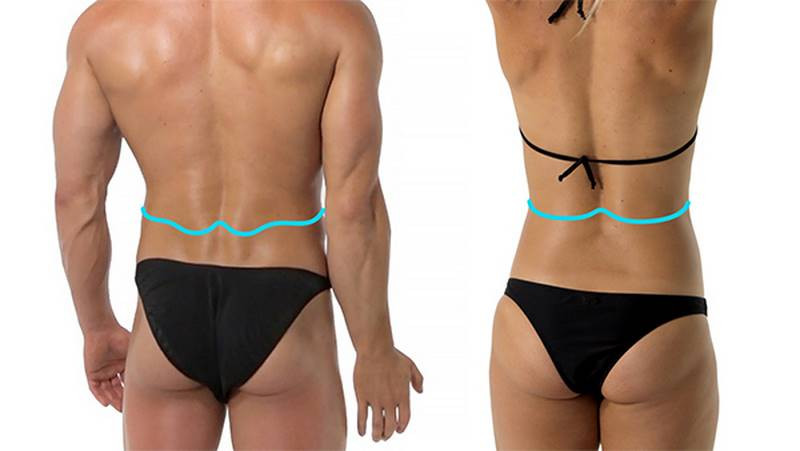 cross sontour erector spinae