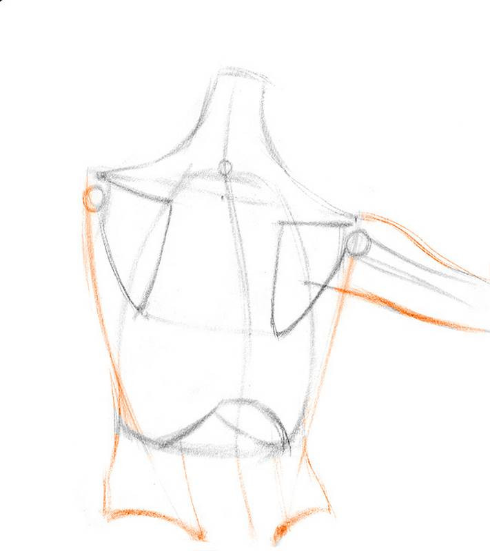 draw shoulder bones