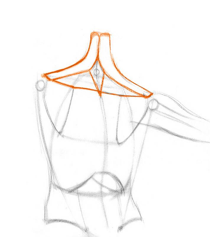 draw shoulder bones