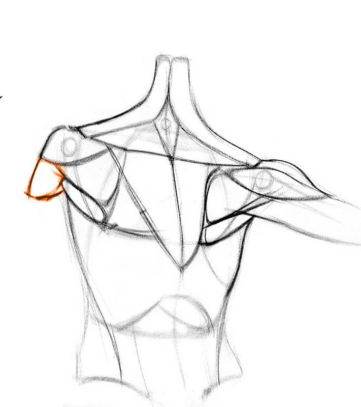 draw shoulder bones