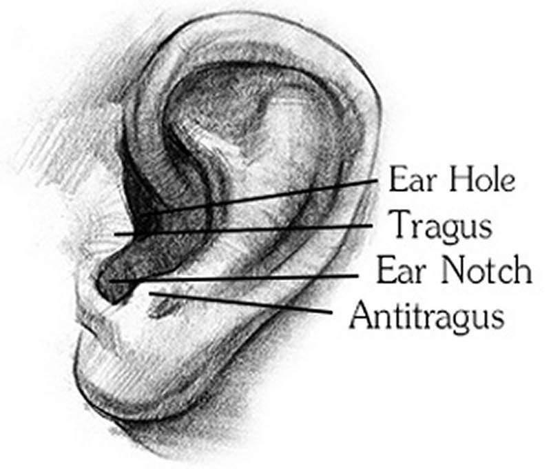 ear notch tragus hole