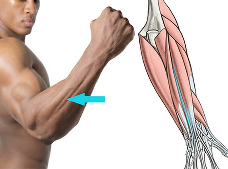 extensor digiti minimi muscle
