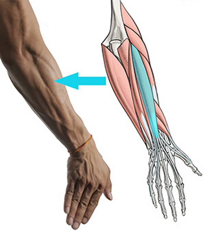 extensor digitorum muscle