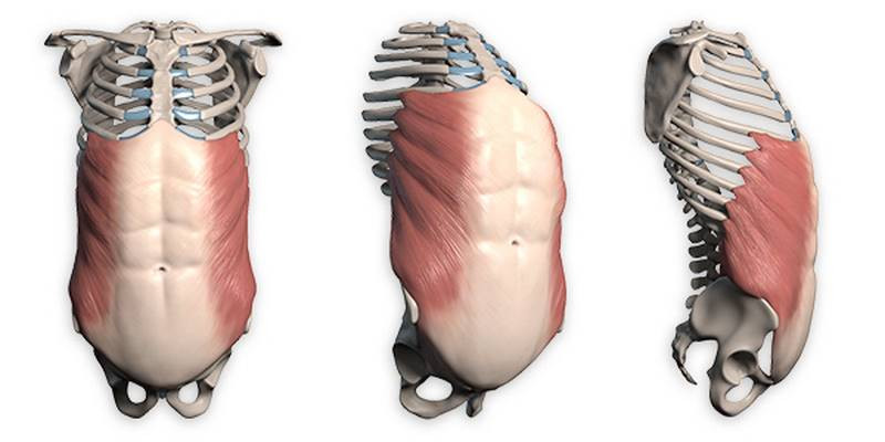 external oblique anatomy for artists