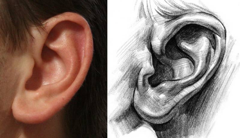 finished ear drawing