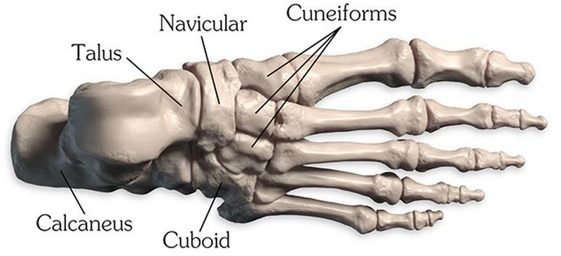 foot bones tarsals labeled