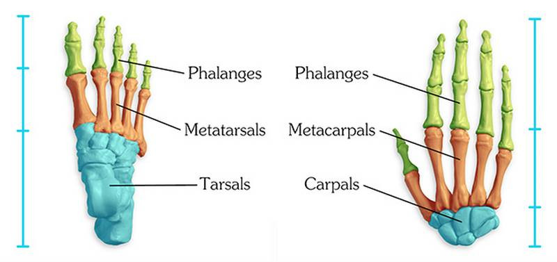 foot hand comparison labeled