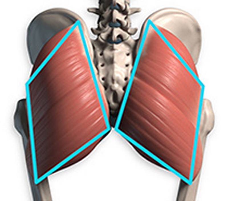 Gluteus Maximus trapezoid shape