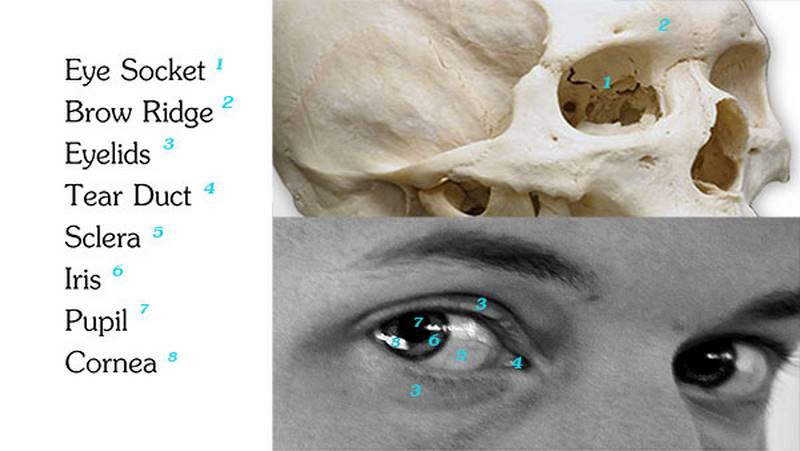 draw eye anatomy and structure