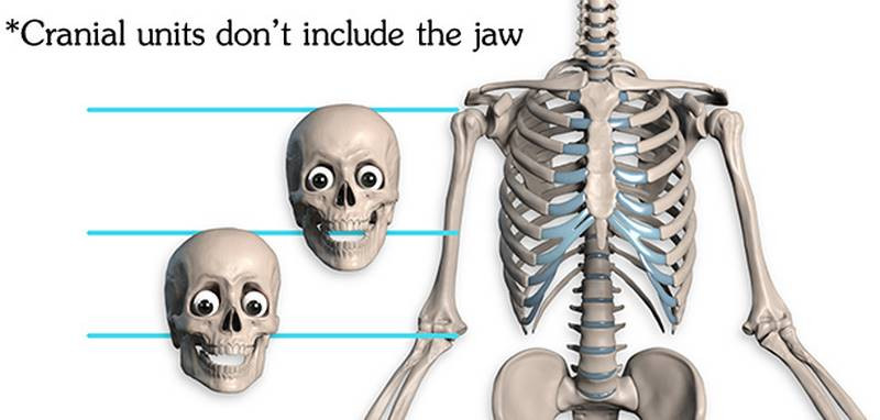 humerus cranial units example