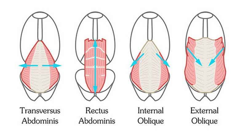 internal and external obliques
