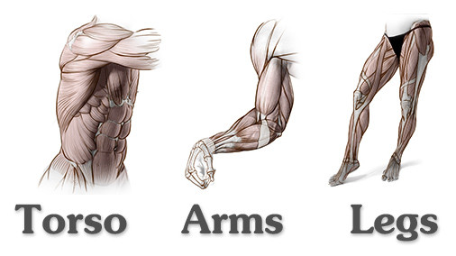 Human Anatomy Course for Artists Torso, Arms and Legs.
