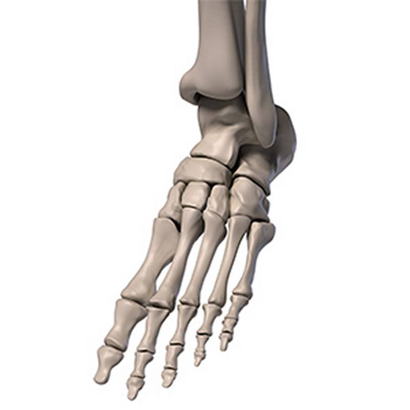 3d model extended foot