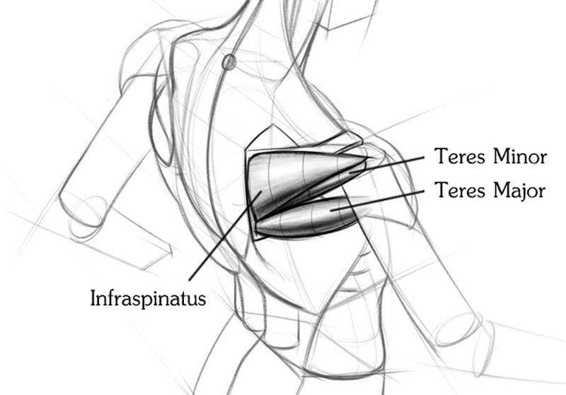 labeled shoulder muscles for drawing