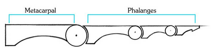 drawing the metacarpal and phalanges joints