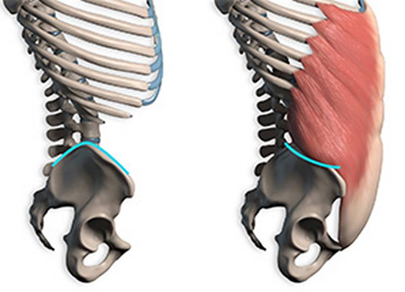 oblique flank and ilac crest