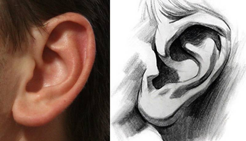 occlusion shadows ear drawing