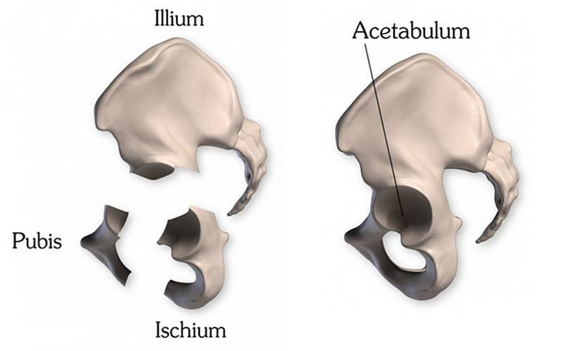 parts of the pelvis illium pubis ischium acetabulum