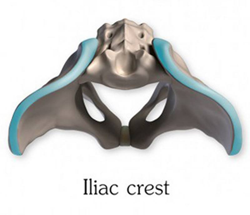 pelvis iliac crest
