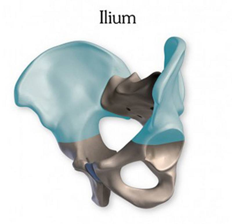 pelvis ilium