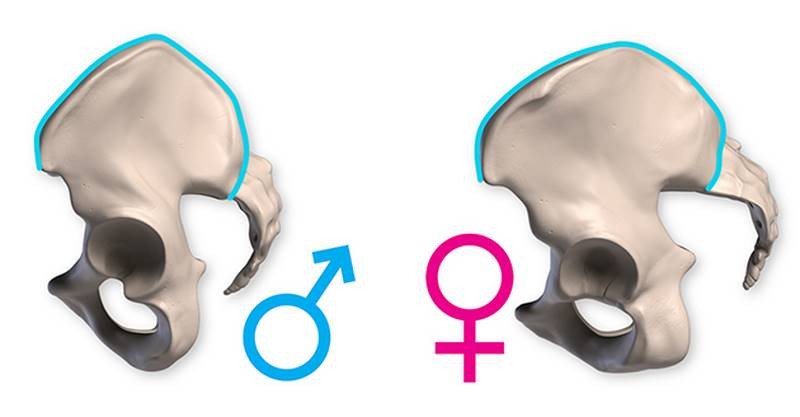pelvis male female variations
