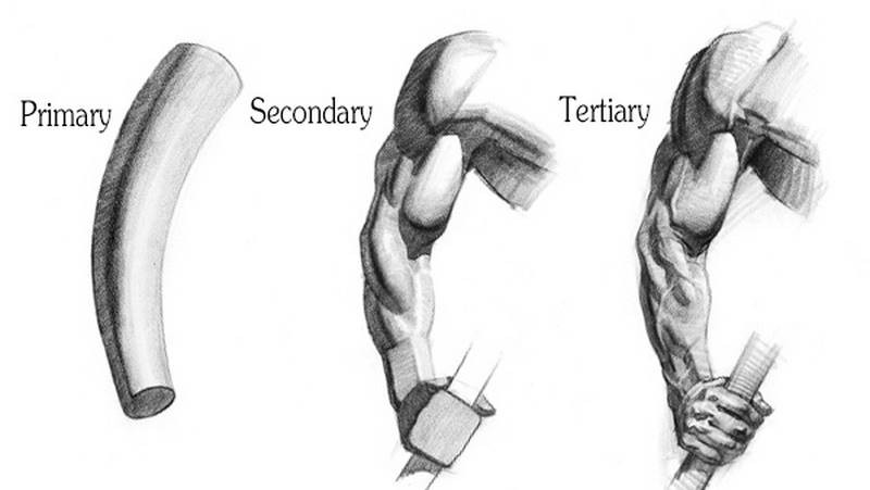 peimary secondary tertiary forms of the arm
