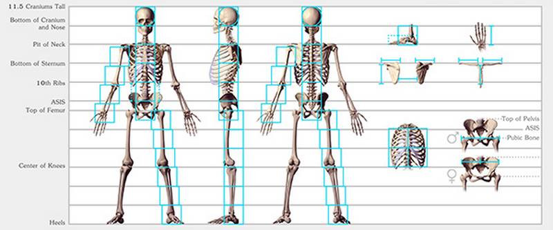 proportions diagram hale