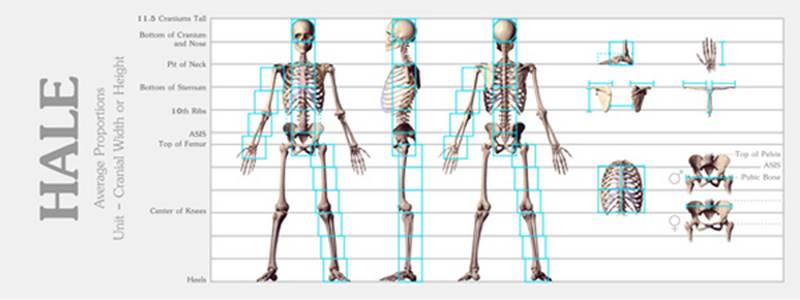 proportions diagram robert beverly hale