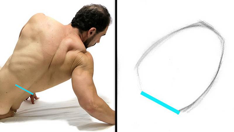 rib cage bottom plane model