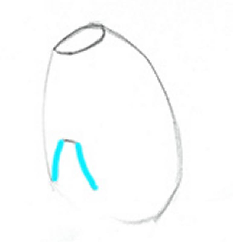 rib cage thoratic arch