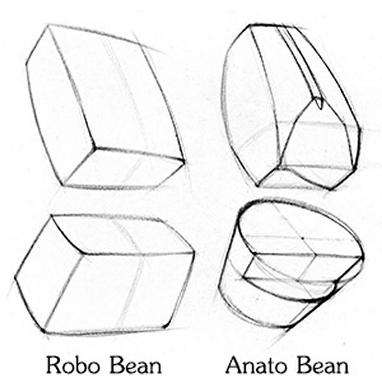 robo bean anato bean