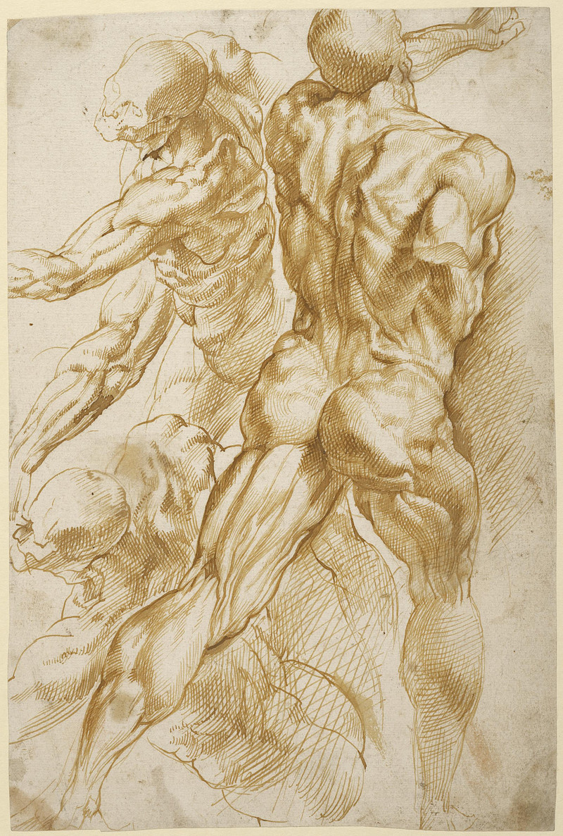 rubens anatomical studies