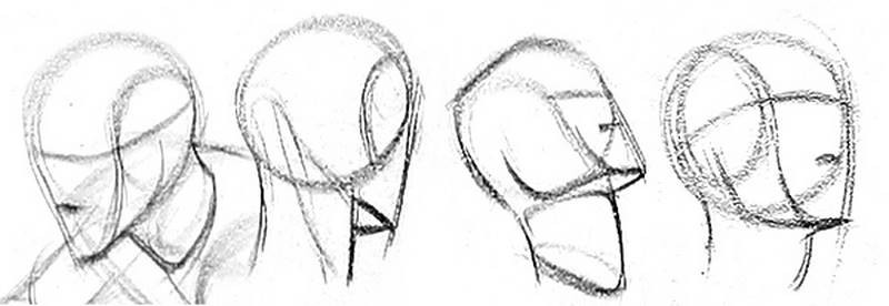 simplified view of the head and neck