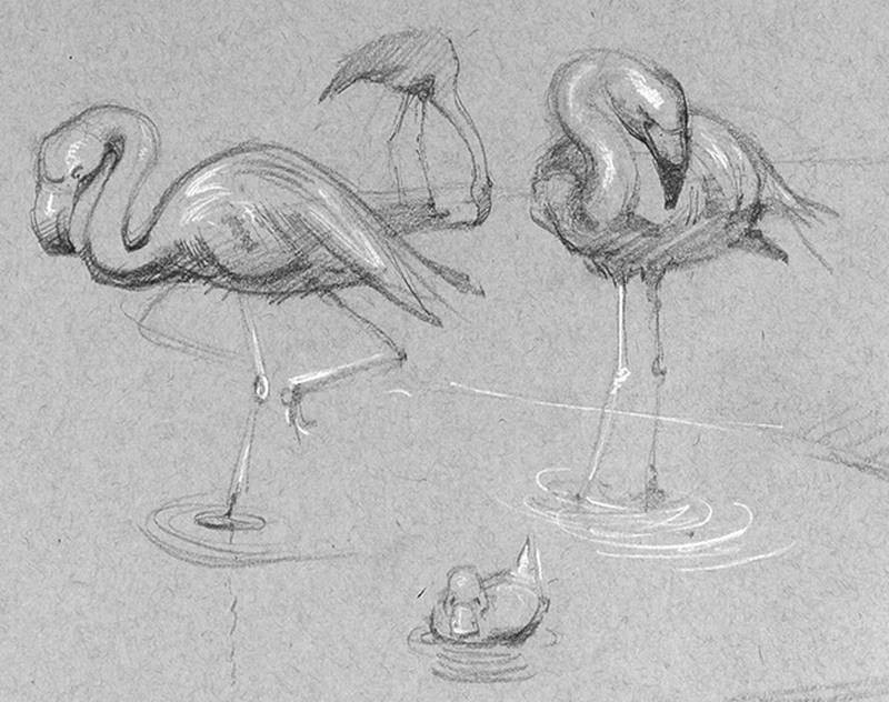 stan prokopenko sketch flamingoes