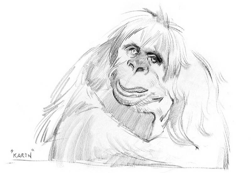 stan prokopenko sketch orangutan karen