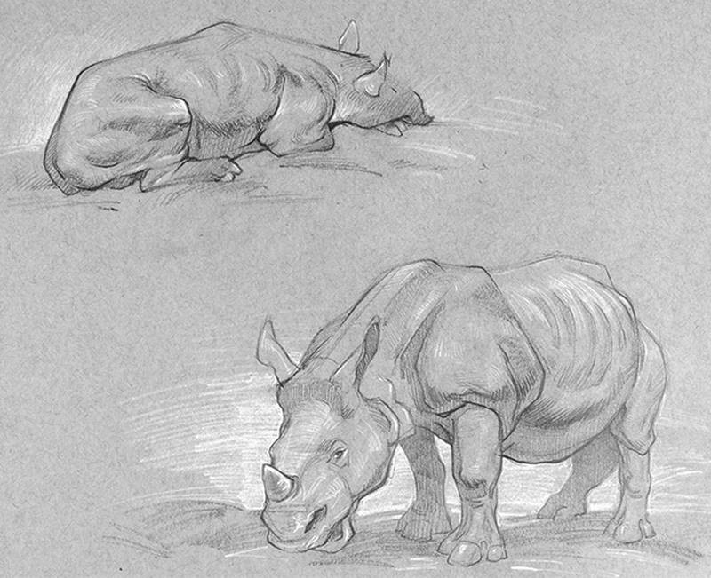 stan prokopenko sketch rhino tapir