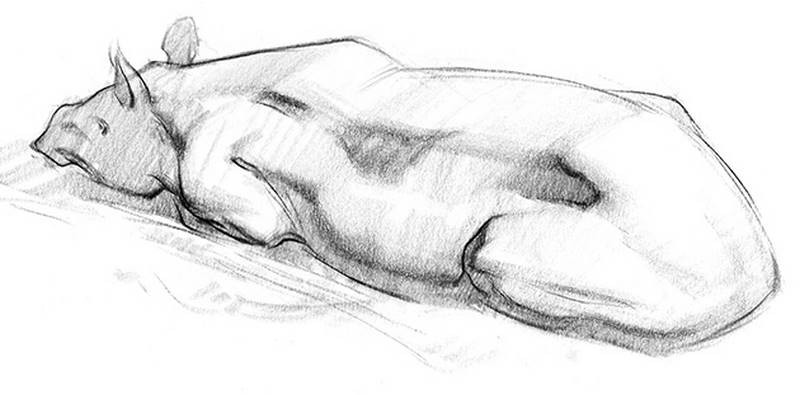 stan prokopenko sketch tapir