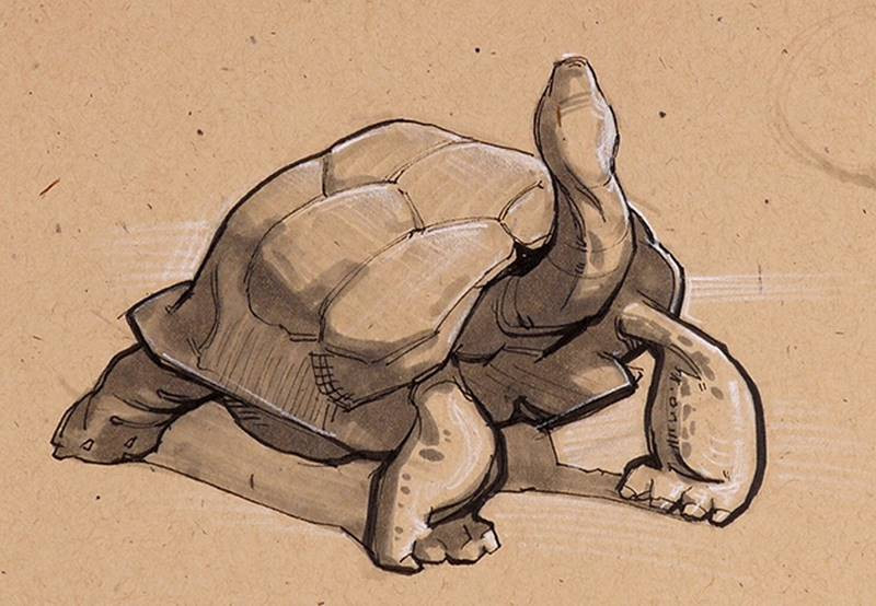 stan prokopenko sketch tortoise