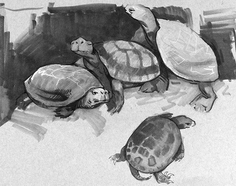 stan prokopenko sketch tortoises