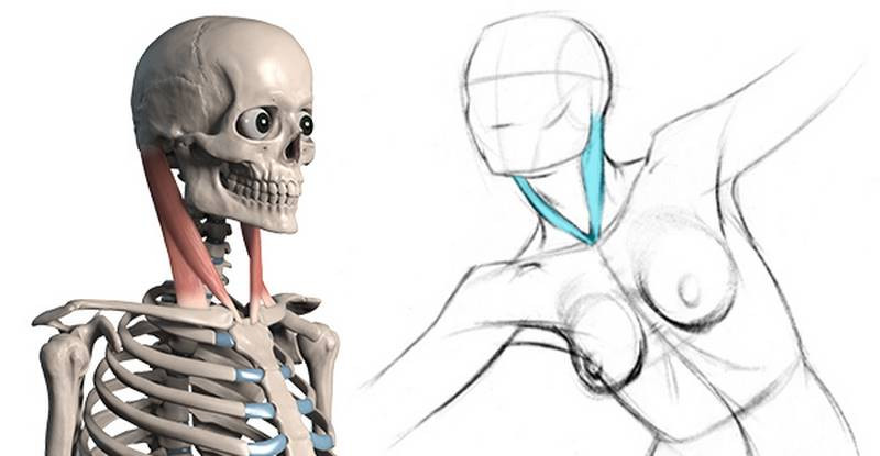 sternocleidomastoideus drawing with 3d image
