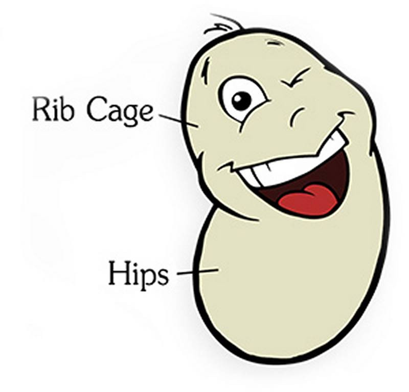 the bean is a ribcage and hips