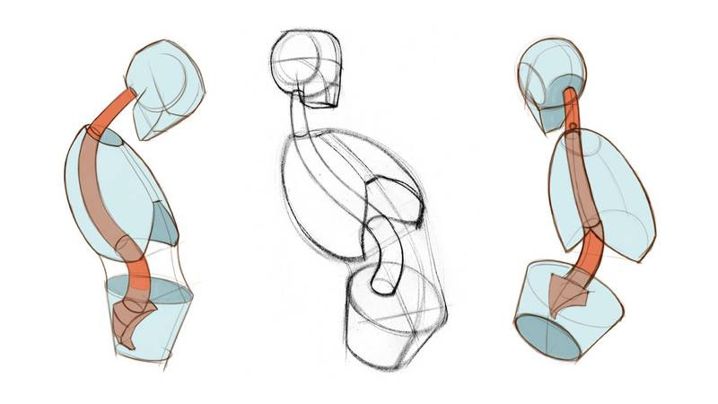 how to draw the spine