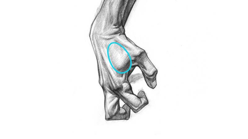Drawing the Hands - First Dorsal Interosseous