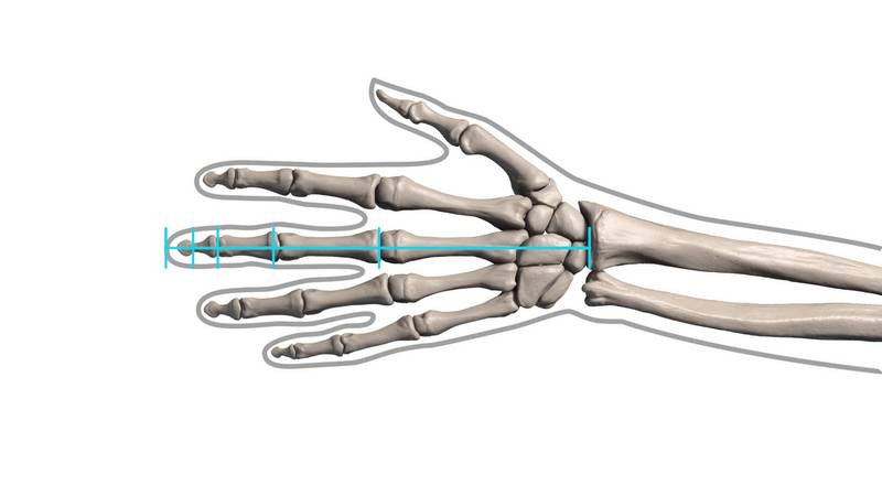 finger bone distance for drawing hands