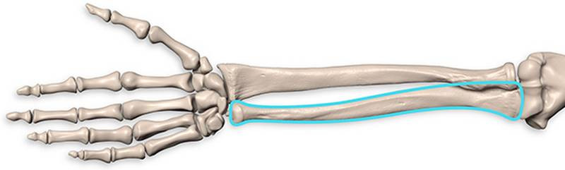ulna-is-thicker-at-the-elbow-and-thinner-at-the-wrist