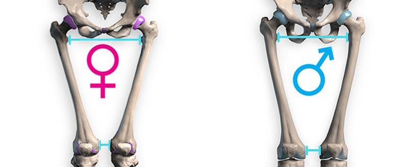 width diagram male female skeletons final