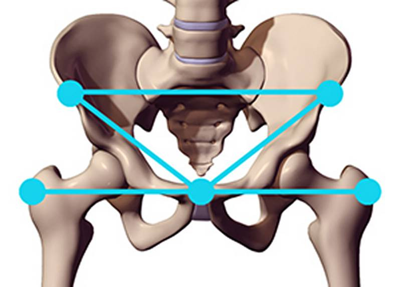 width of the pelvis is equal to the ribcage