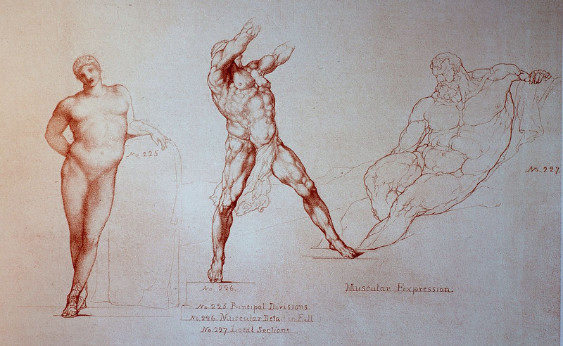 william rimmer anatomy